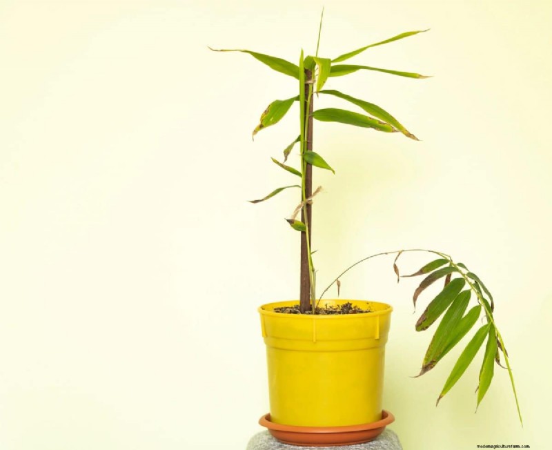 Decoding Plant Light Needs: A Guide to Understanding Growth Patterns