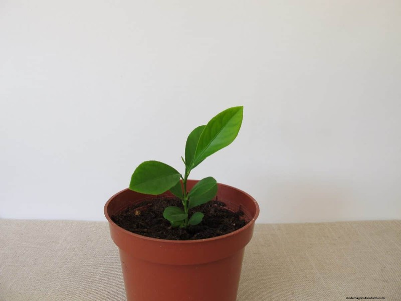 Decoding Plant Light Needs: A Guide to Understanding Growth Patterns