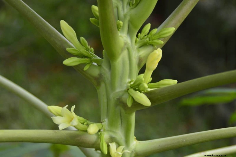 Decoding Plant Light Needs: A Guide to Understanding Growth Patterns
