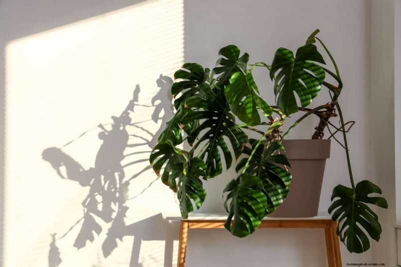 Decoding Plant Light Needs: A Guide to Understanding Growth Patterns