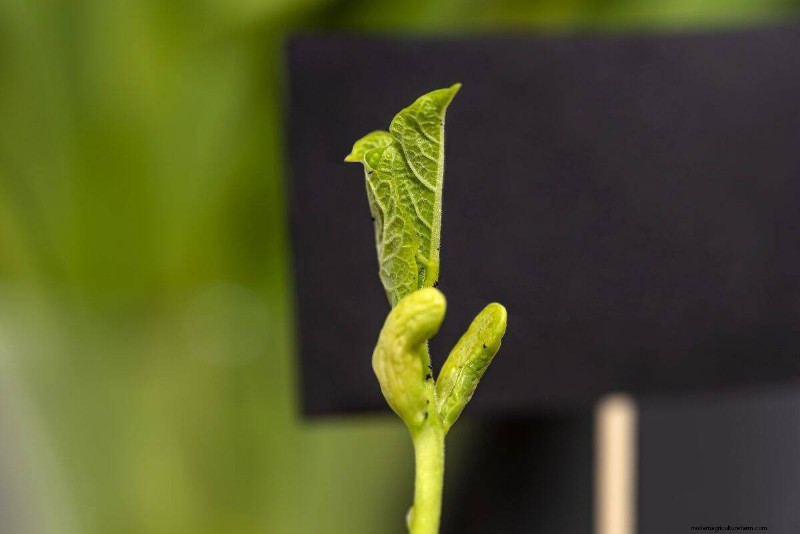 Decoding Plant Light Needs: A Guide to Understanding Growth Patterns