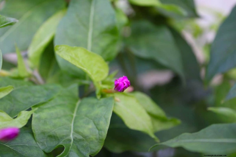 Decoding Plant Light Needs: A Guide to Understanding Growth Patterns