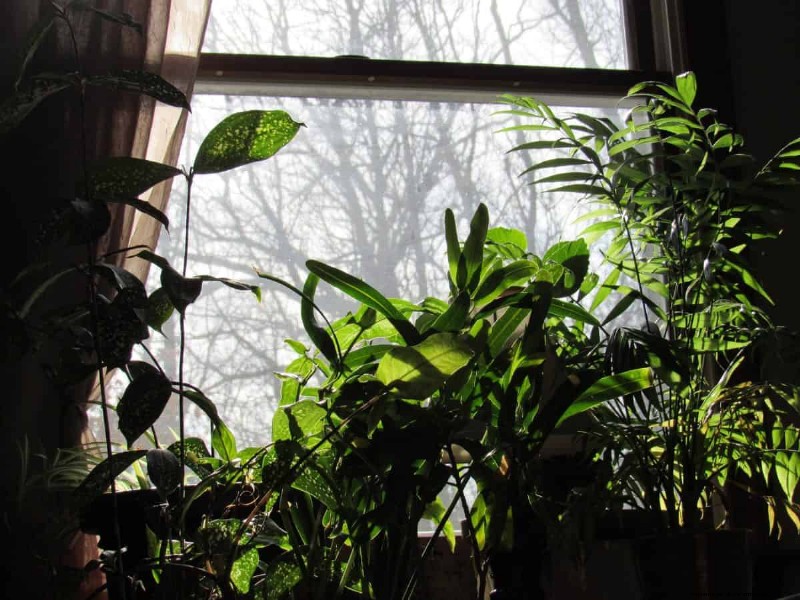 Decoding Plant Light Needs: A Guide to Understanding Growth Patterns