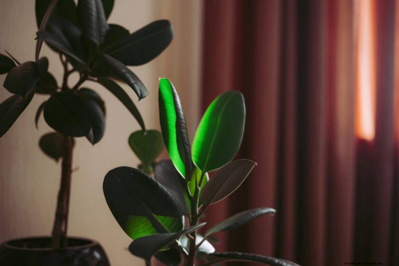 Decoding Plant Light Needs: A Guide to Understanding Growth Patterns