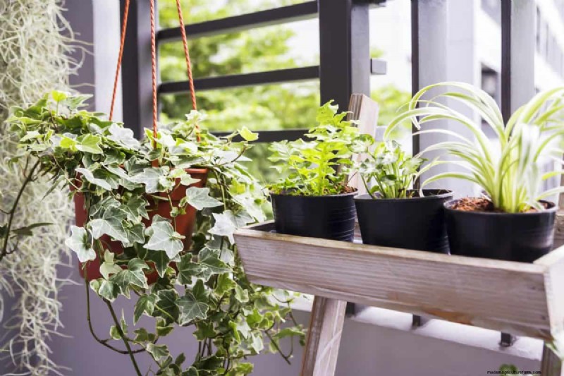 Decoding Plant Light Needs: A Guide to Understanding Growth Patterns