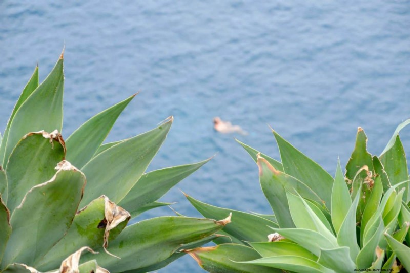 Decoding Plant Light Needs: A Guide to Understanding Growth Patterns