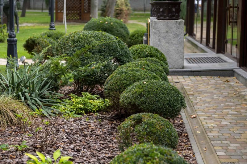 Shrub Mulching: A Comprehensive Guide to Best Practices