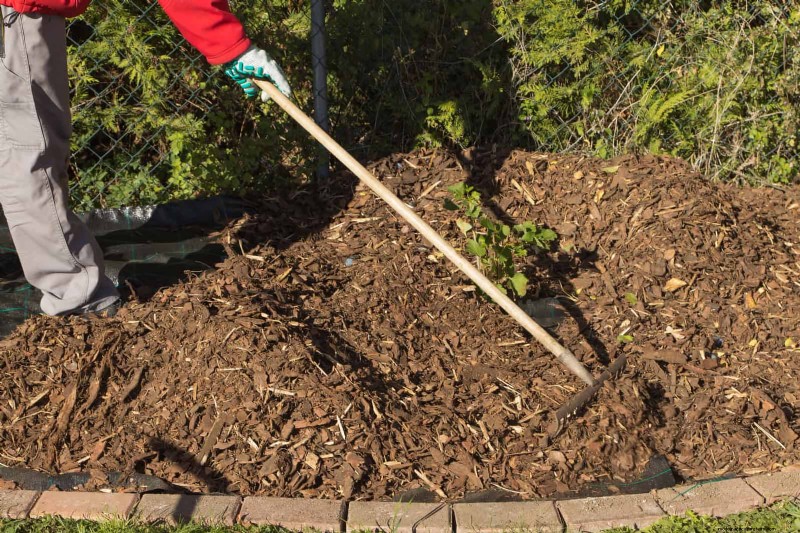 Shrub Mulching: A Comprehensive Guide to Best Practices