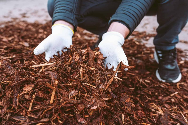 Shrub Mulching: A Comprehensive Guide to Best Practices