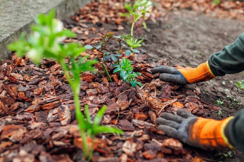 Shrub Mulching: A Comprehensive Guide to Best Practices
