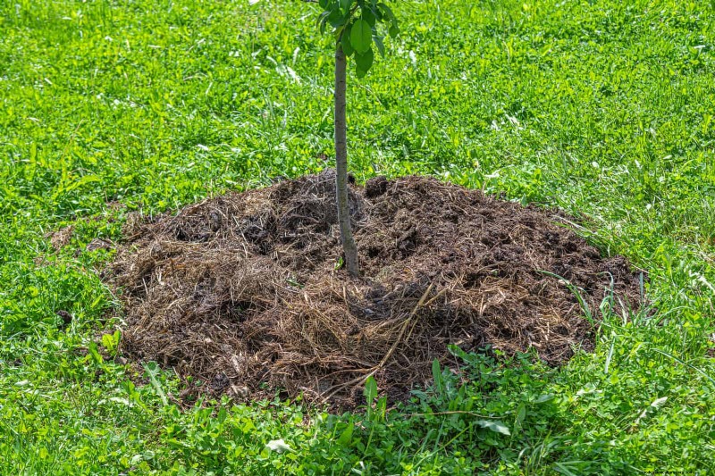 Shrub Mulching: A Comprehensive Guide to Best Practices