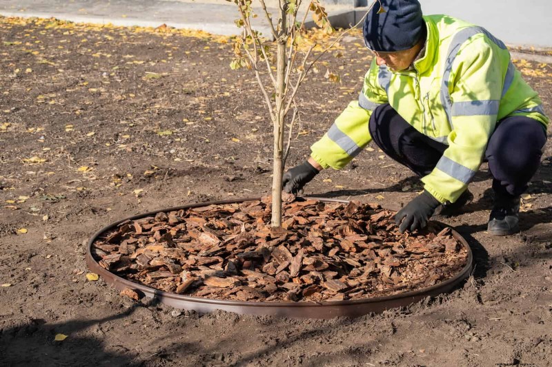 Shrub Mulching: A Comprehensive Guide to Best Practices