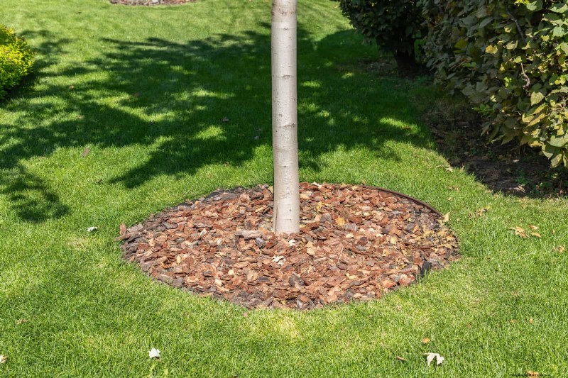 Shrub Mulching: A Comprehensive Guide to Best Practices