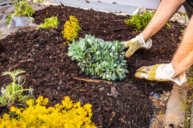 Shrub Mulching: A Comprehensive Guide to Best Practices
