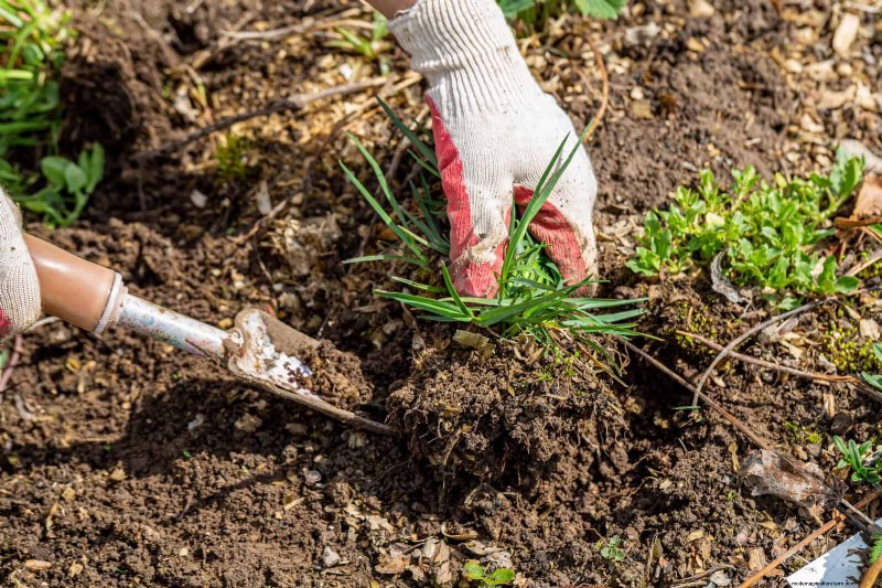 Shrub Mulching: A Comprehensive Guide to Best Practices