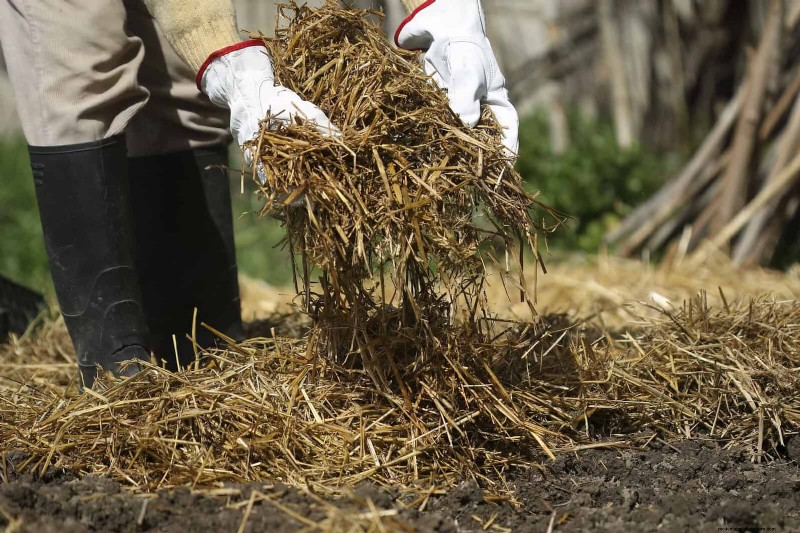 Shrub Mulching: A Comprehensive Guide to Best Practices