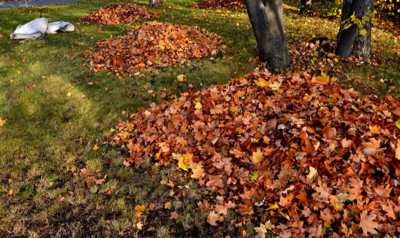 Shrub Mulching: A Comprehensive Guide to Best Practices