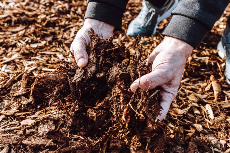 Shrub Mulching: A Comprehensive Guide to Best Practices