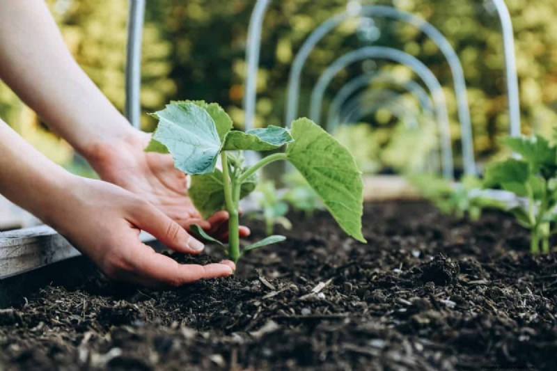 Spring Planting Guide: Optimal Timing for Your Garden Zone
