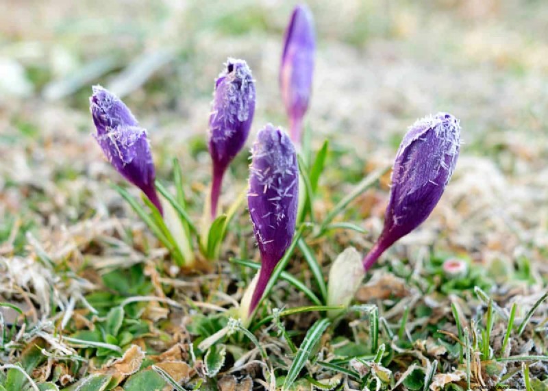Spring Planting Guide: Optimal Timing for Your Garden Zone