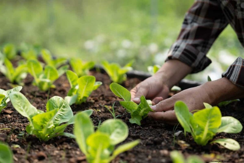 Spring Planting Guide: Optimal Timing for Your Garden Zone