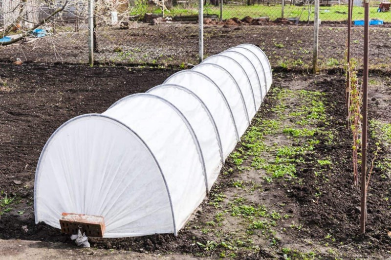 Spring Planting Guide: Optimal Timing for Your Garden Zone