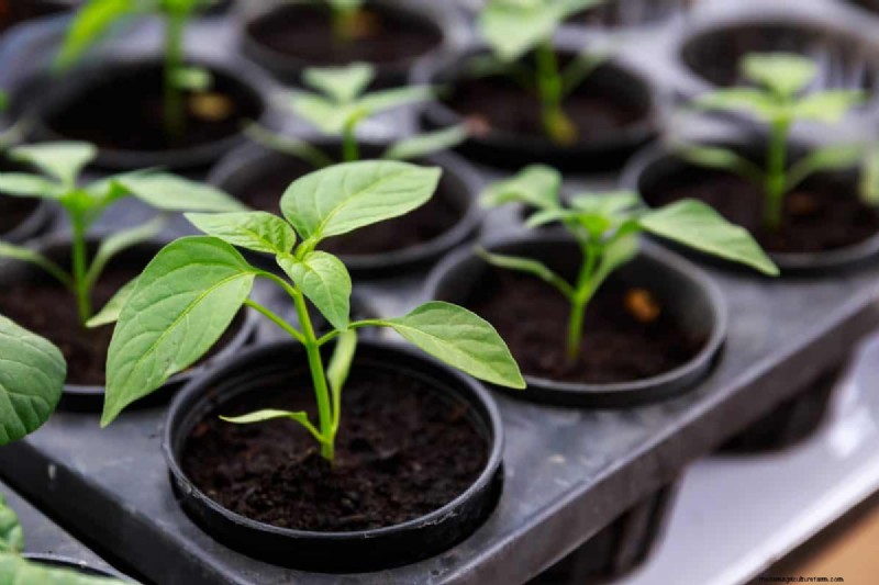 Spring Planting Guide: Optimal Timing for Your Garden Zone