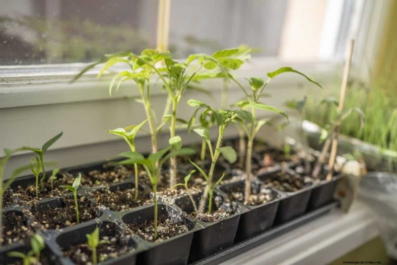 Spring Planting Guide: Optimal Timing for Your Garden Zone