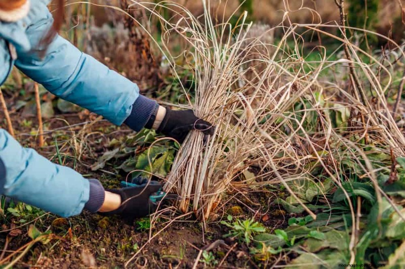 Prepare Your Garden Beds for Spring: 22 Expert Tips