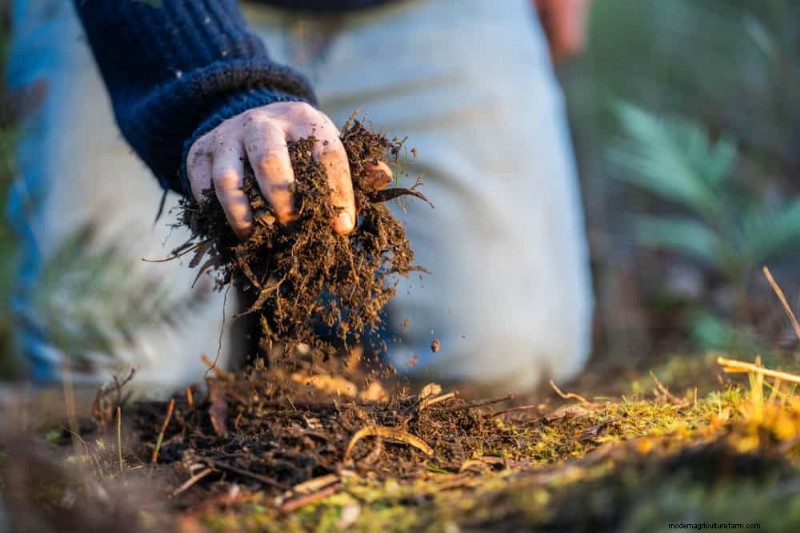 Prepare Your Garden Beds for Spring: 22 Expert Tips
