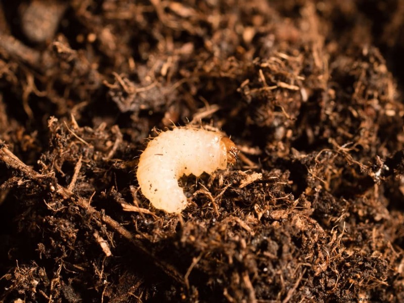 Prepare Your Garden Beds for Spring: 22 Expert Tips