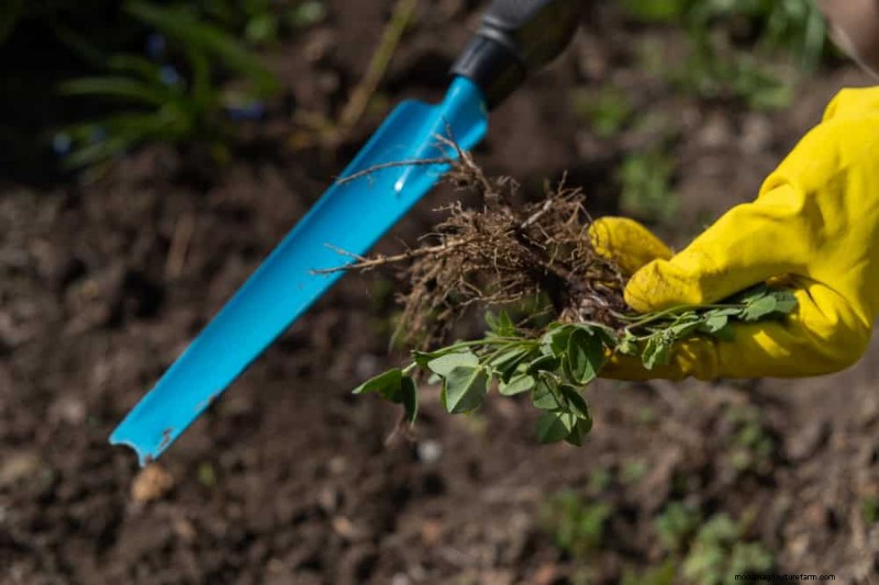 Prepare Your Garden Beds for Spring: 22 Expert Tips