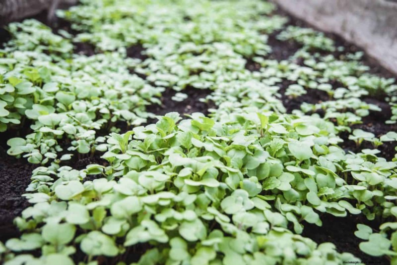 Prepare Your Garden Beds for Spring: 22 Expert Tips