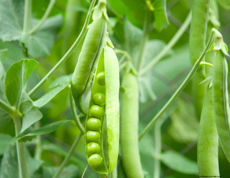 Prepare Your Garden Beds for Spring: 22 Expert Tips