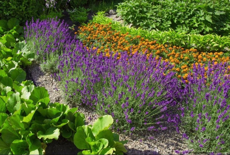 Prepare Your Garden Beds for Spring: 22 Expert Tips