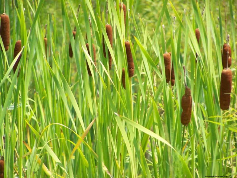 Improve Garden Drainage: 21 No-Dig Solutions for Healthier Plants