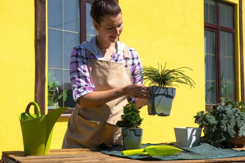 Improve Garden Drainage: 21 No-Dig Solutions for Healthier Plants