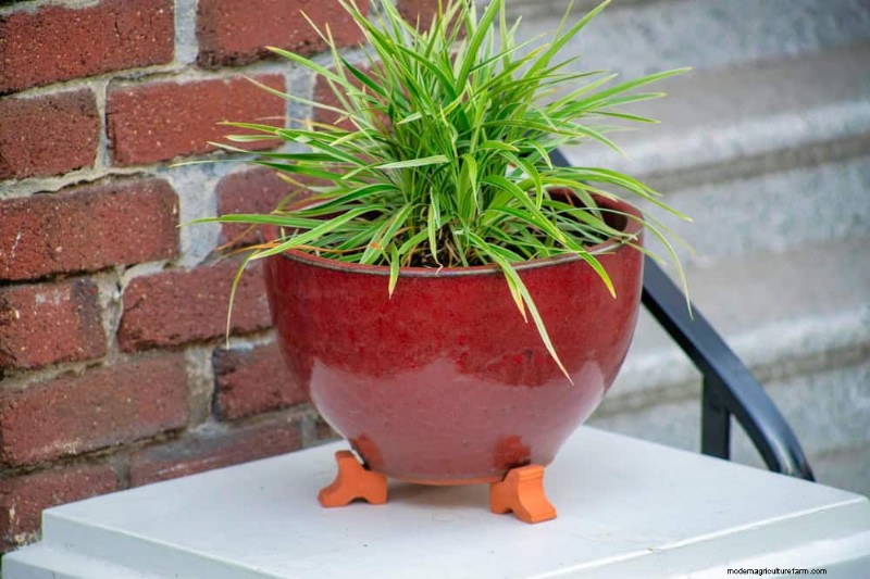 Improve Garden Drainage: 21 No-Dig Solutions for Healthier Plants