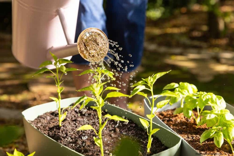 Improve Garden Drainage: 21 No-Dig Solutions for Healthier Plants