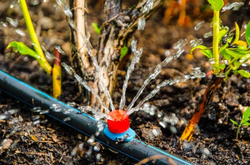Improve Garden Drainage: 21 No-Dig Solutions for Healthier Plants