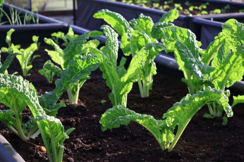 Improve Garden Drainage: 21 No-Dig Solutions for Healthier Plants