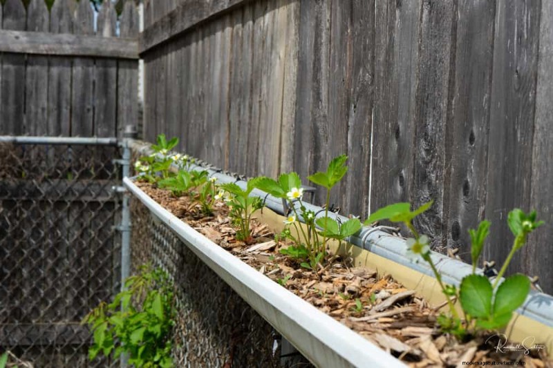 Improve Garden Drainage: 21 No-Dig Solutions for Healthier Plants