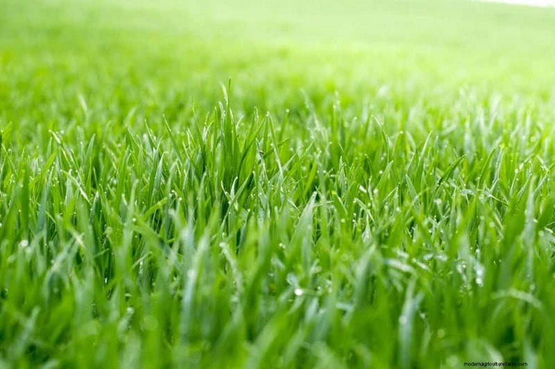Improve Garden Drainage: 21 No-Dig Solutions for Healthier Plants