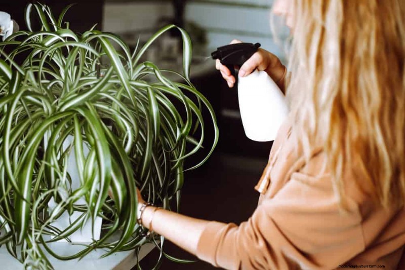 Curling Leaves on Houseplants: Causes & Quick Fixes