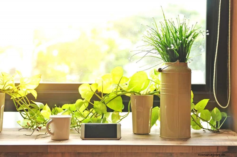Curling Leaves on Houseplants: Causes & Quick Fixes