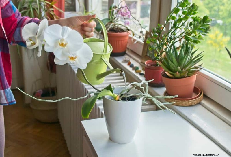 Curling Leaves on Houseplants: Causes & Quick Fixes