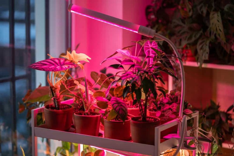 Curling Leaves on Houseplants: Causes & Quick Fixes