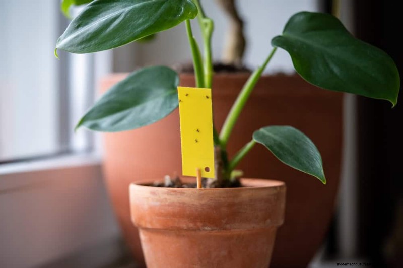 Curling Leaves on Houseplants: Causes & Quick Fixes