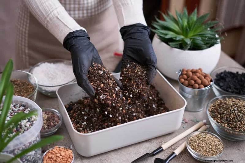 Curling Leaves on Houseplants: Causes & Quick Fixes