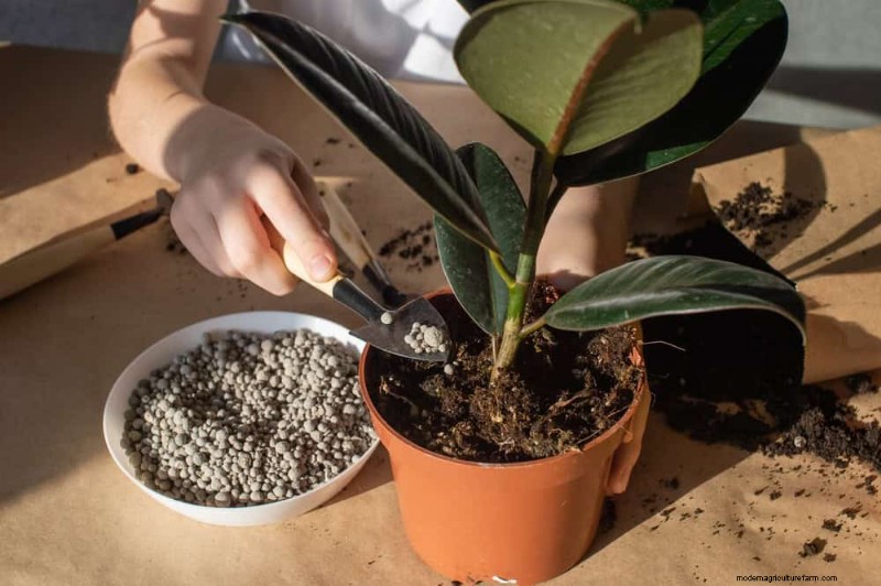 Curling Leaves on Houseplants: Causes & Quick Fixes
